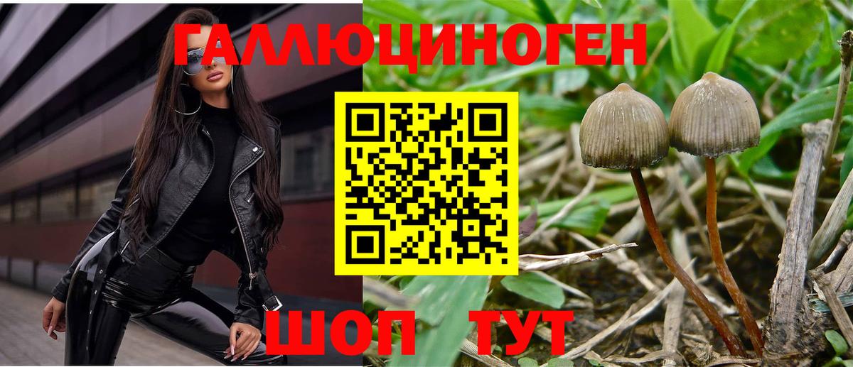 Галлюциногенные грибы Psilocybe Гусиноозёрск